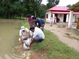 গুমানমর্দ্দনে আশ্রয়ণ প্রকল্পে পোনা অবমুক্ত