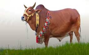 কুরবানির ছুটি ৫ দিন