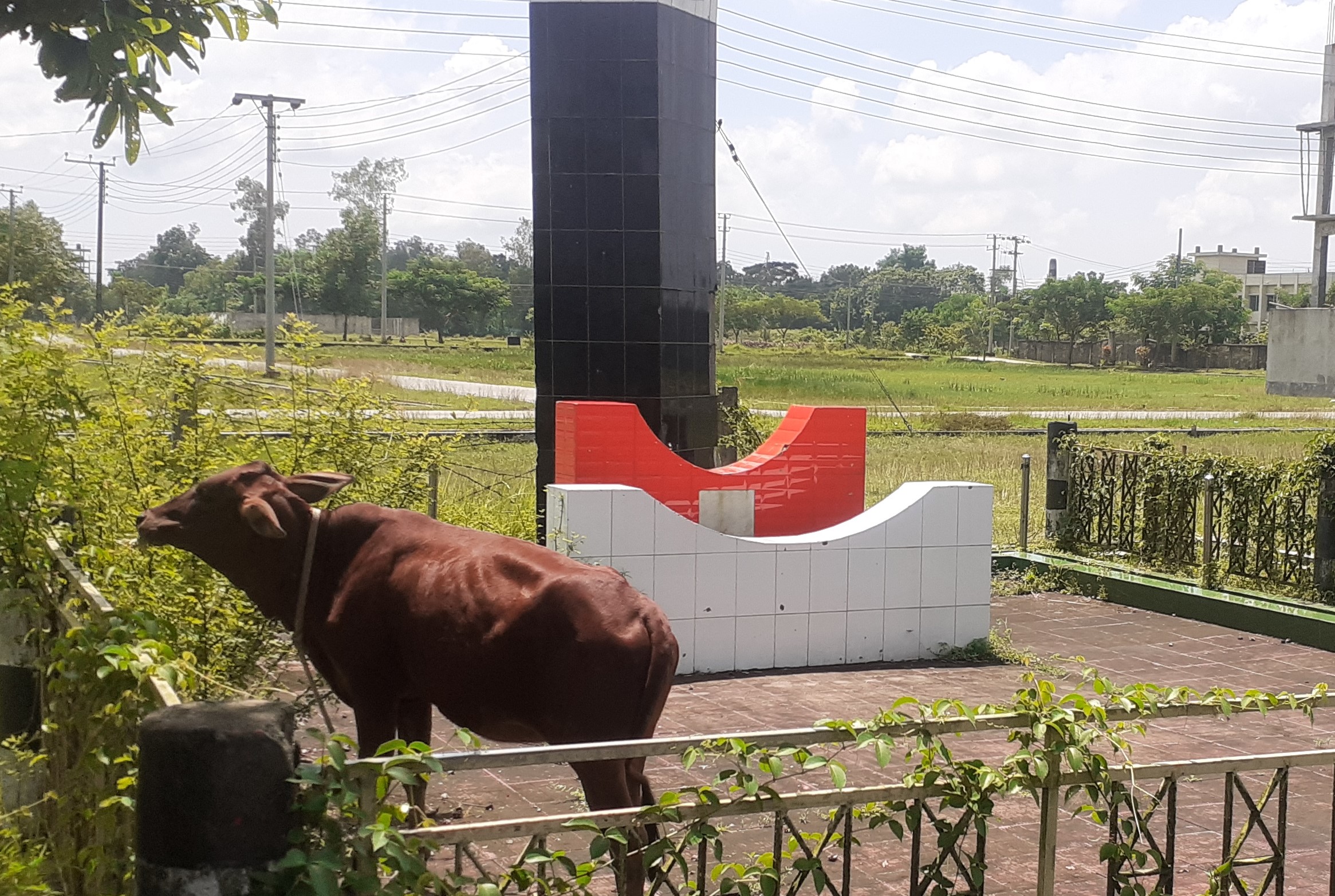 মিরসরাই বধ্যভূমি এখন গো-চারণ ভূমি!